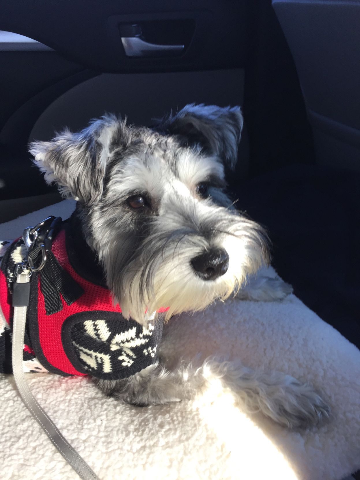 The Times Cutest Pets of Winter 2018